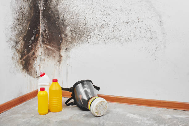 Best Mold Testing  in Hendersonville, NC