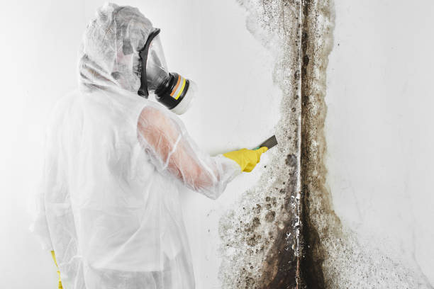 Best Mold Cleaning Services  in Hendersonville, NC
