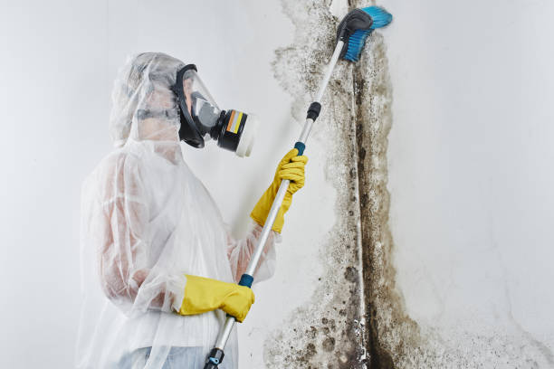 Best Office Mold Removal Services  in Hendersonville, NC