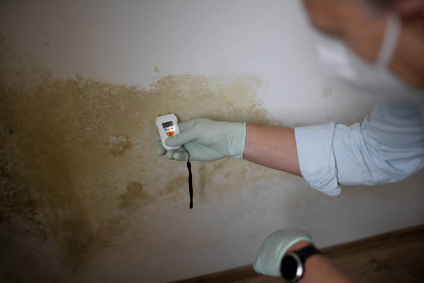 Attic Mold Removal in Hendersonville, NC