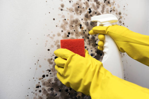Best Best Mold Removal Companies  in Hendersonville, NC