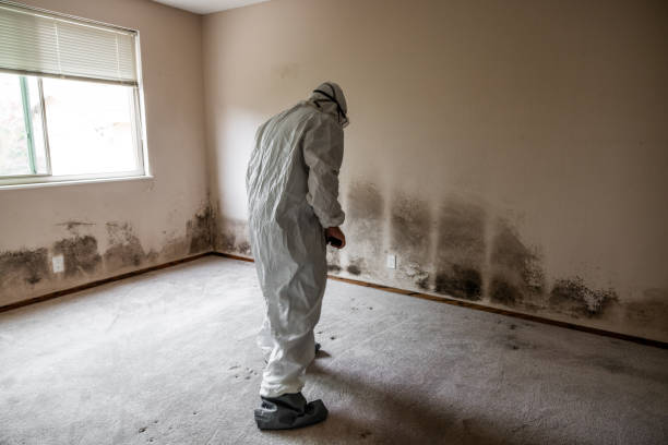 Professional Mold Removal in Hendersonville, NC