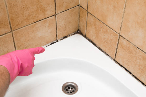Best Mold Damage Repair  in Hendersonville, NC